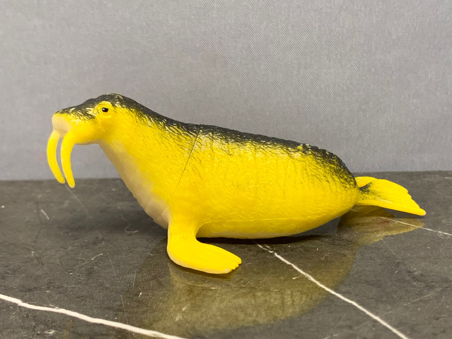 Walrus Toy.