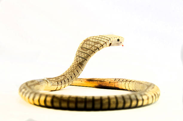 Jointed Wooden King Cobra Toy. (Rs 250 advance)