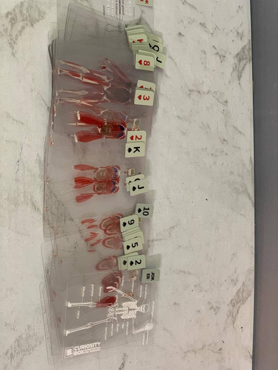 The Body Deck Transparent Anatomy Playing Cards.(Rs 250 advance)